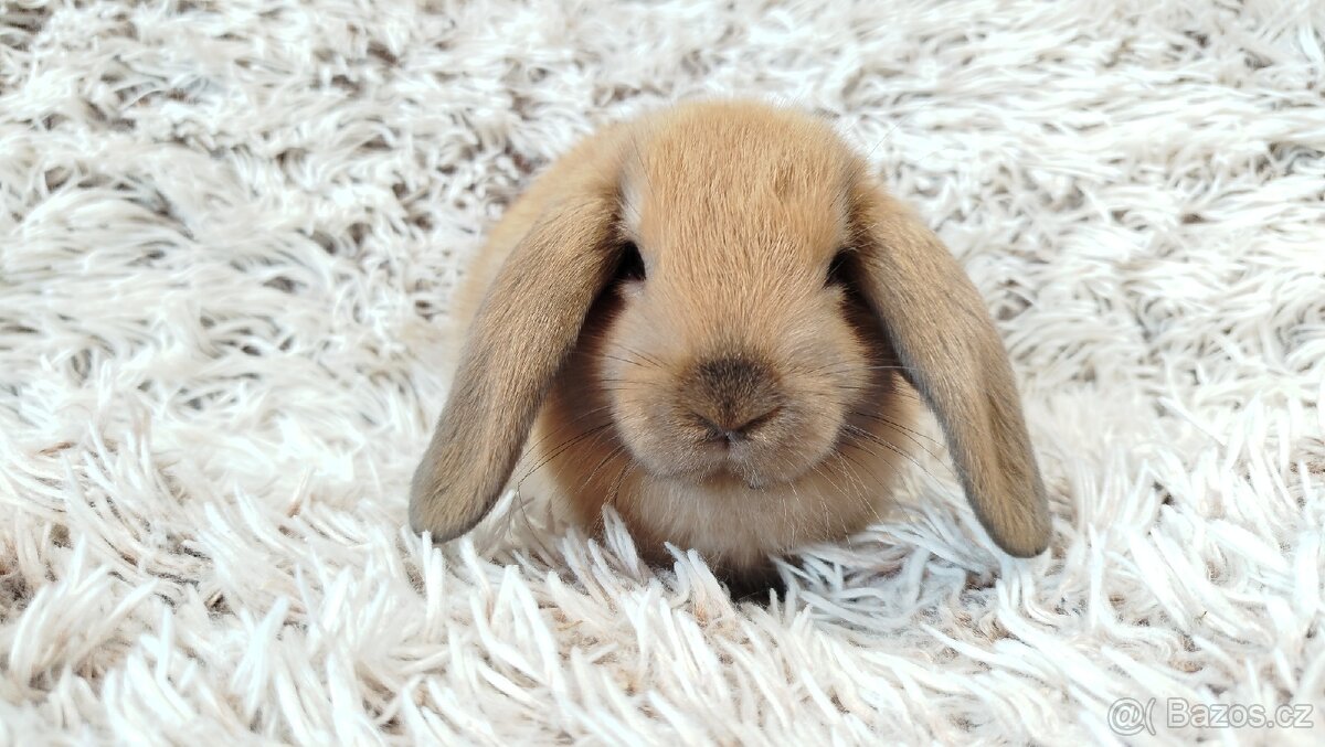 Zakrslý beránek, králíček, králík - JIJI - 5