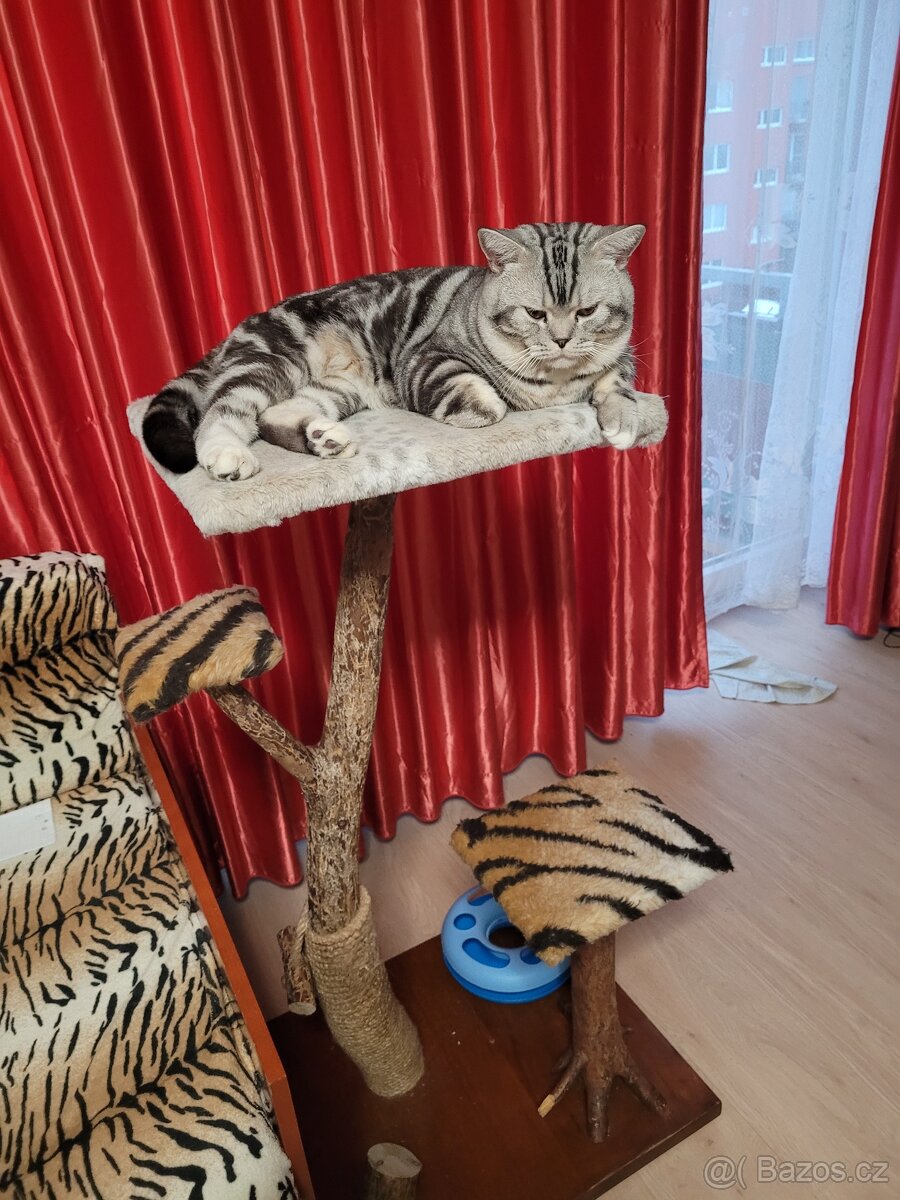 Britský kocour ke krytí - 5