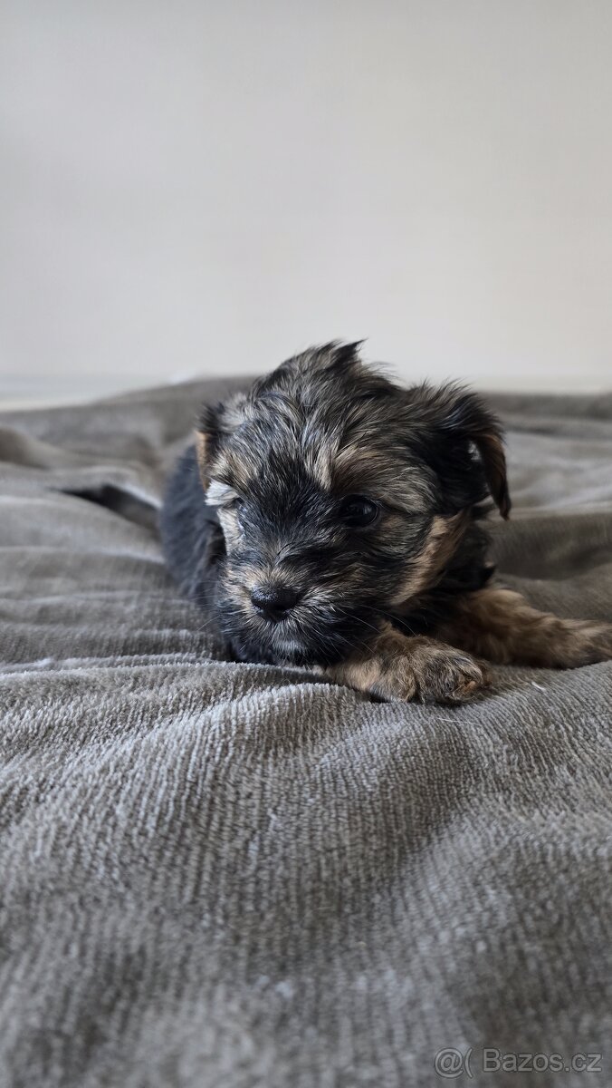 Jorkšírský teriér bez pp - 5