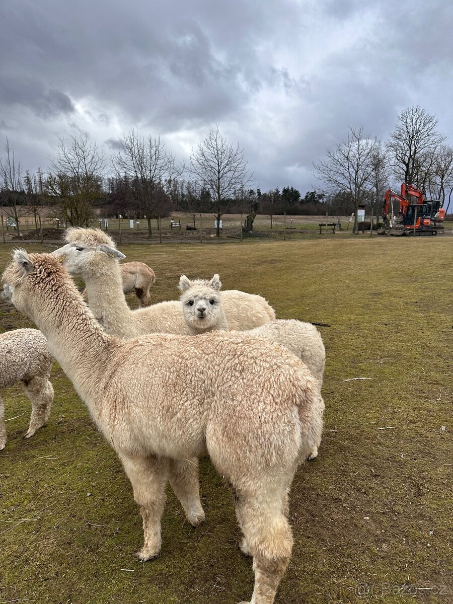 Lama alpaka samička - 5