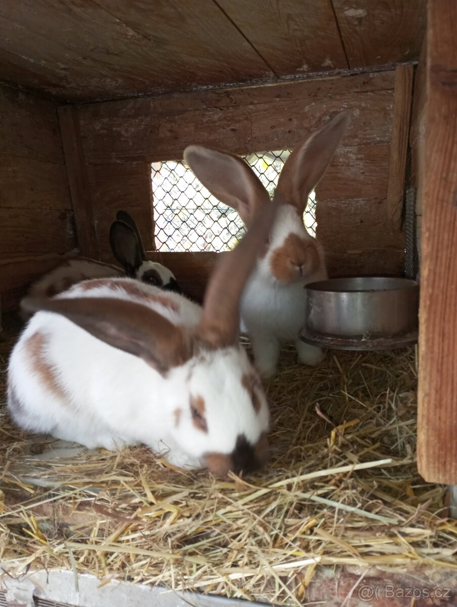 Německý obrovitý strakáč, belgický obr+Nos,Bu - 5