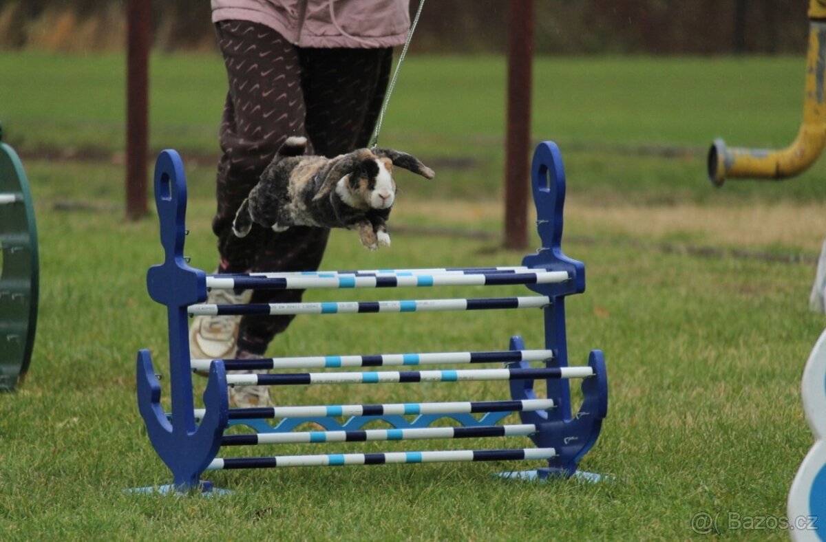 Nabízím předváděcí akci králičího hopu - 5
