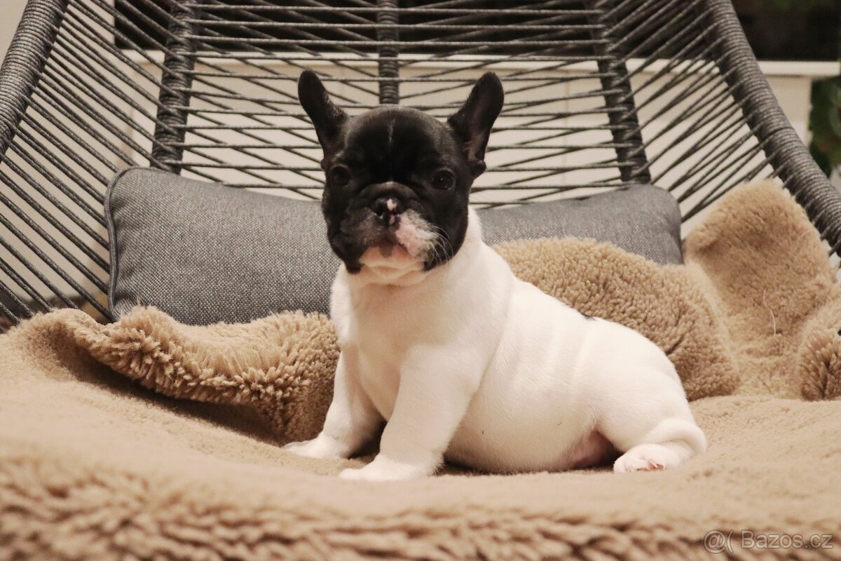 Francouzský buldoček s PP FCI - 5