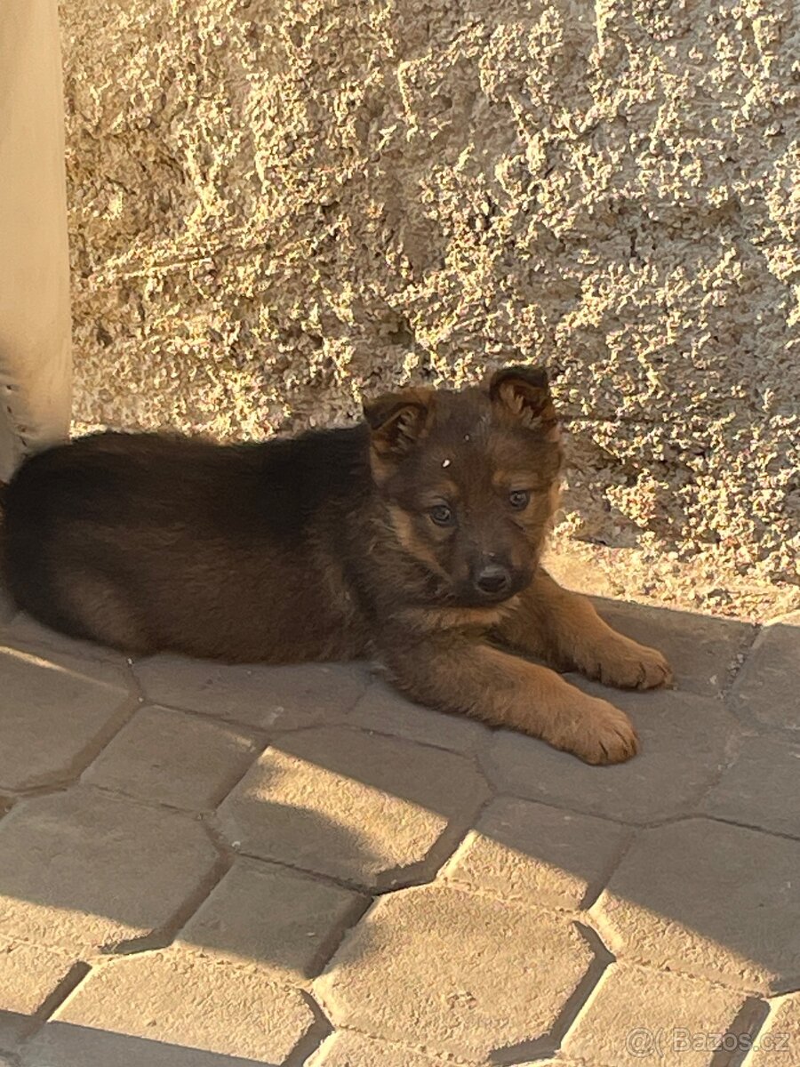 Štěňata německý ovčák bez PP - 5