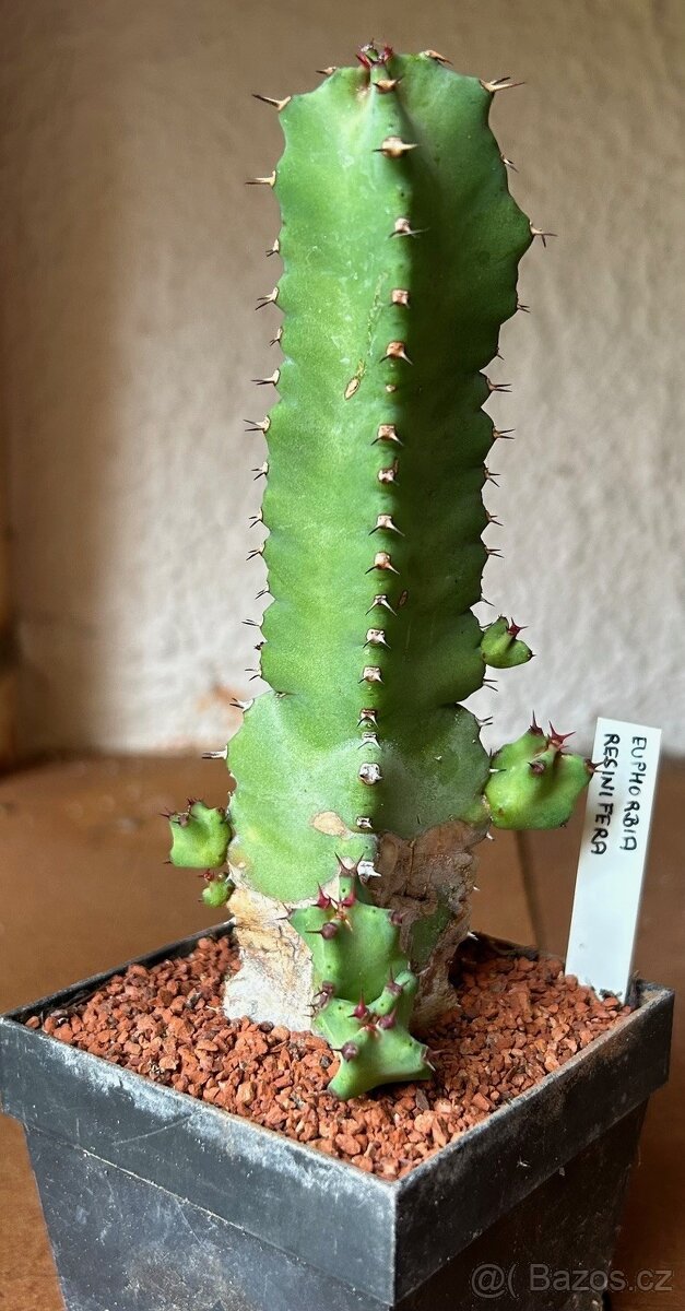 Přebytky kaktusů a sukulentů - 5