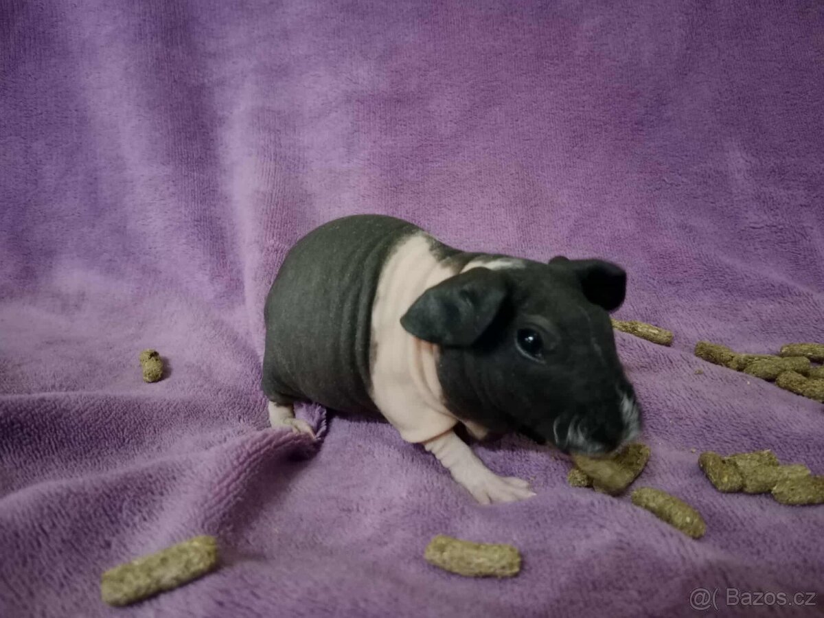 🔍🏡💕🔎 hledáme láskyplný domov pro skinny morčatka - 5