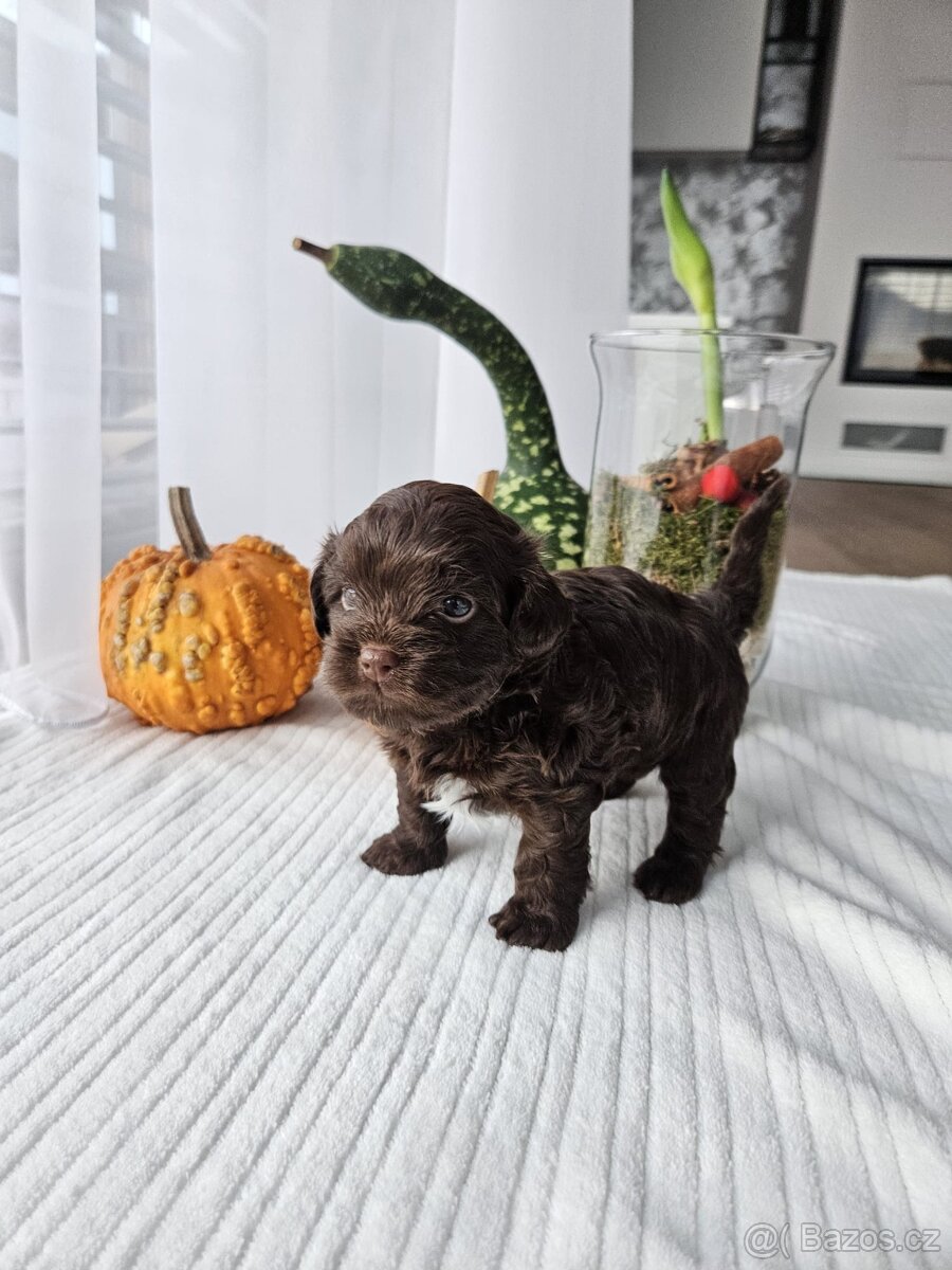 Ruská barevná bolonka - štěňátka s PP k odběru - 5