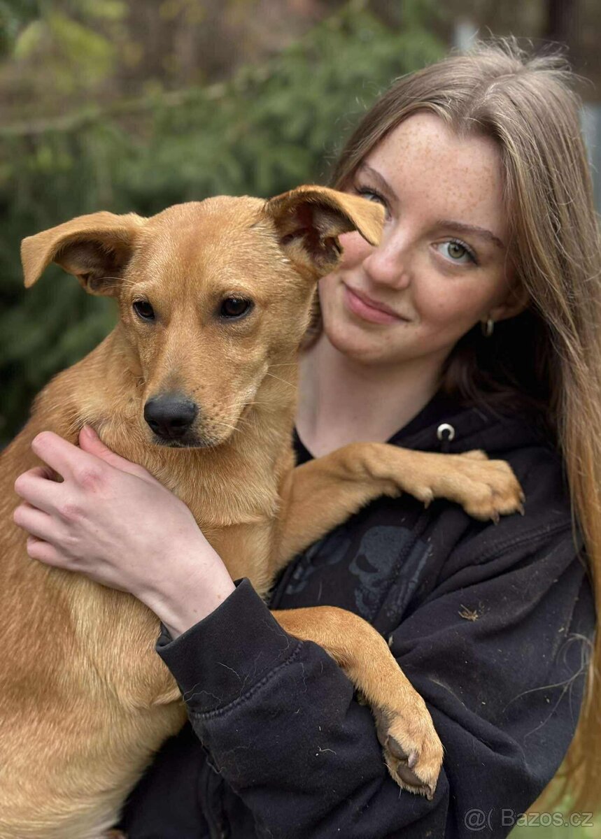 LEILA - štěně, fenečka 5 měsíců - 5