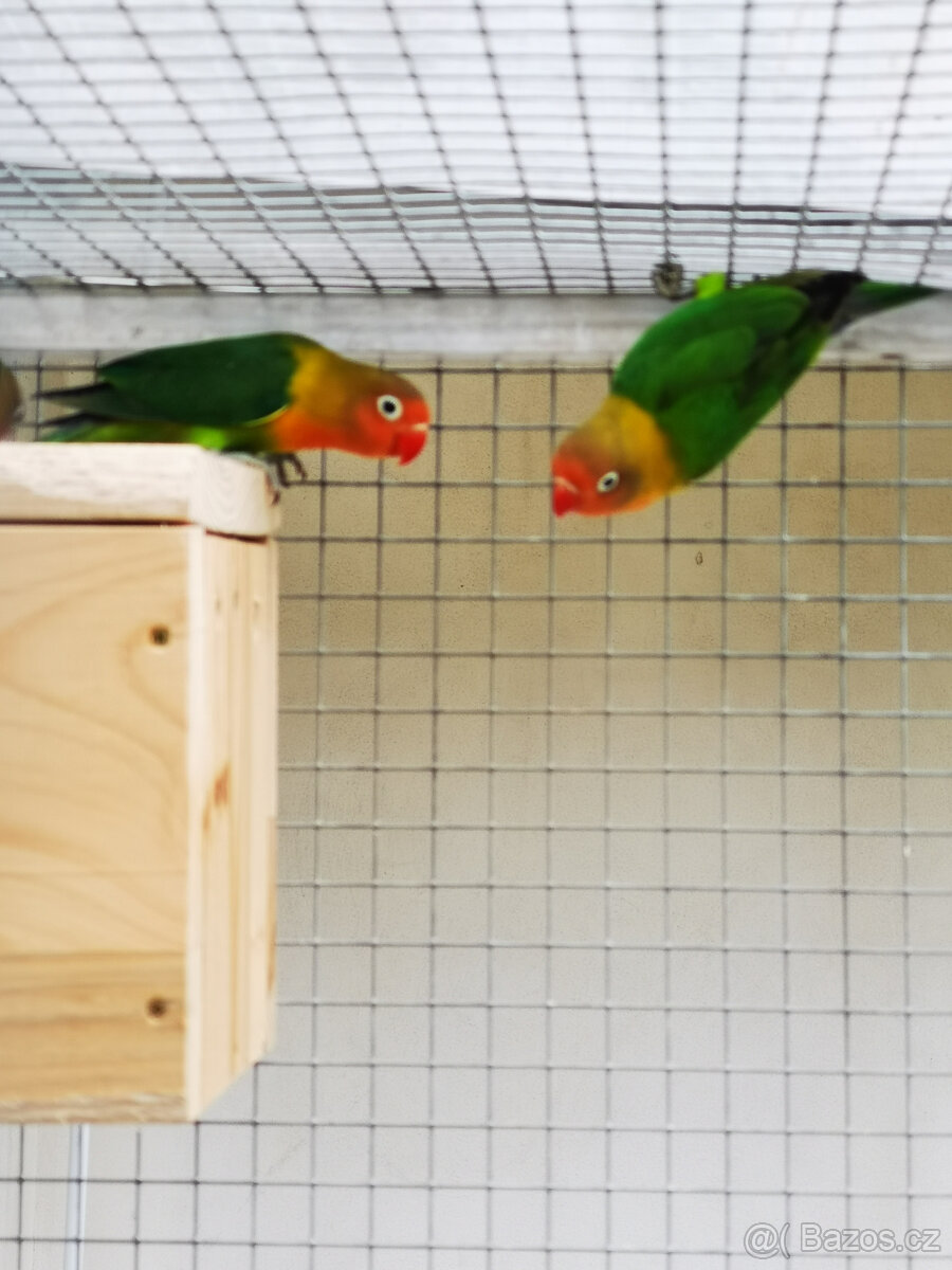 Agapornis Fischeri - 5