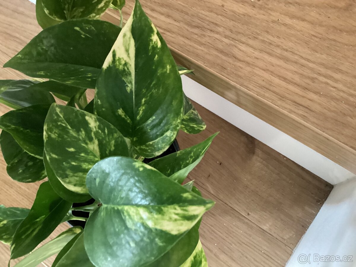 Potosy, Monstera minima - 5