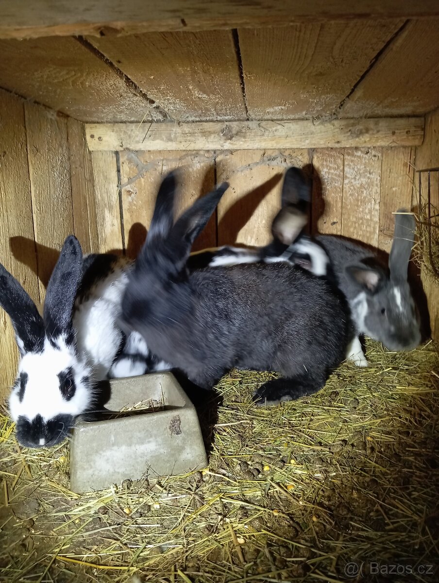 Prodám kralíky - 5