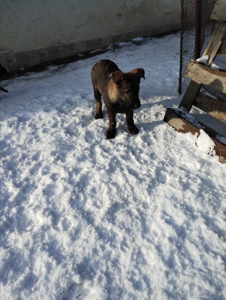 Německý ovčák - 5