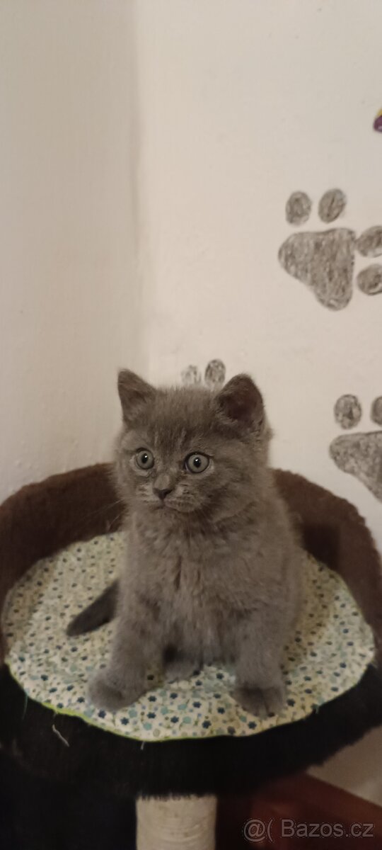 Britská koťata bez PP - 5