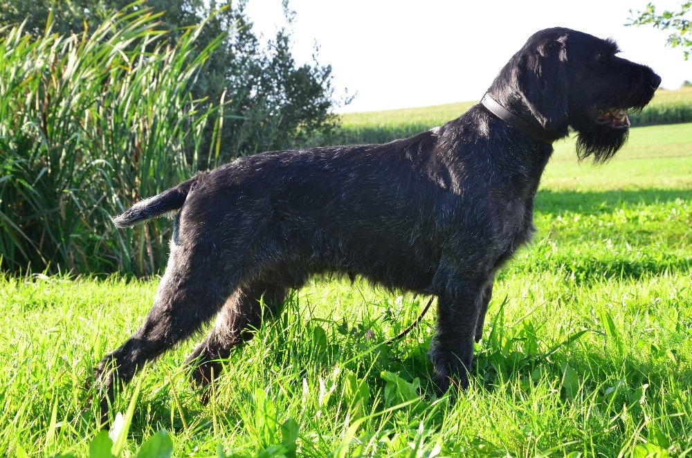 Německý drátosrstý ohar štěňata - 5