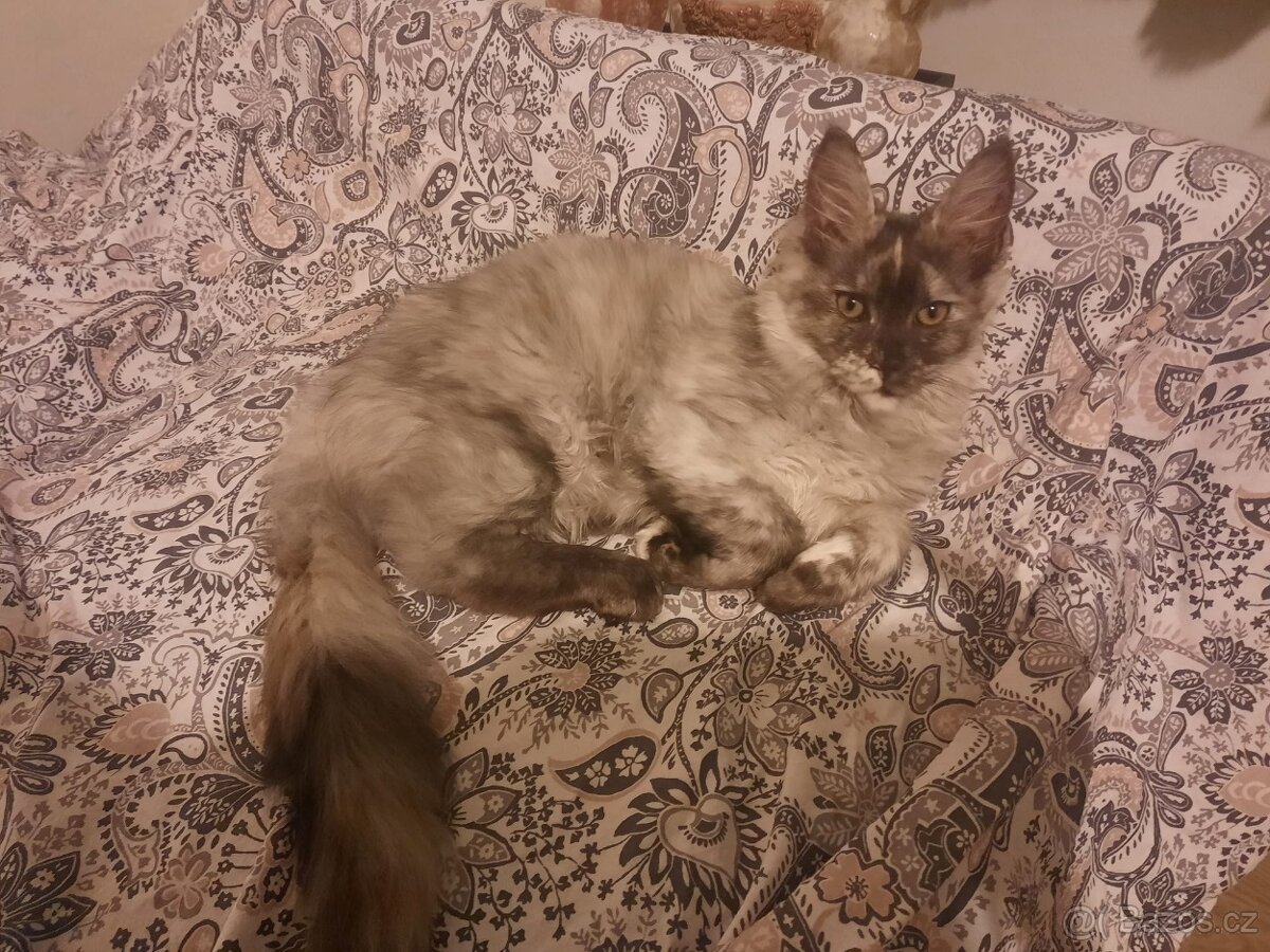 Mainská mývalí kočka, koťata s PP - 5