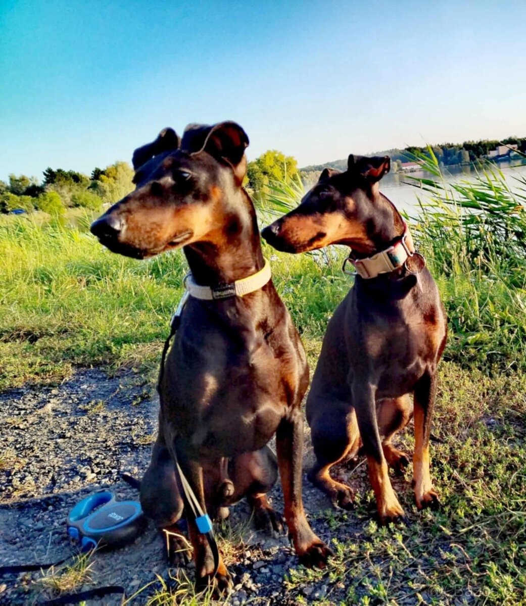 Manchester teriér s PP (FCI) - 5