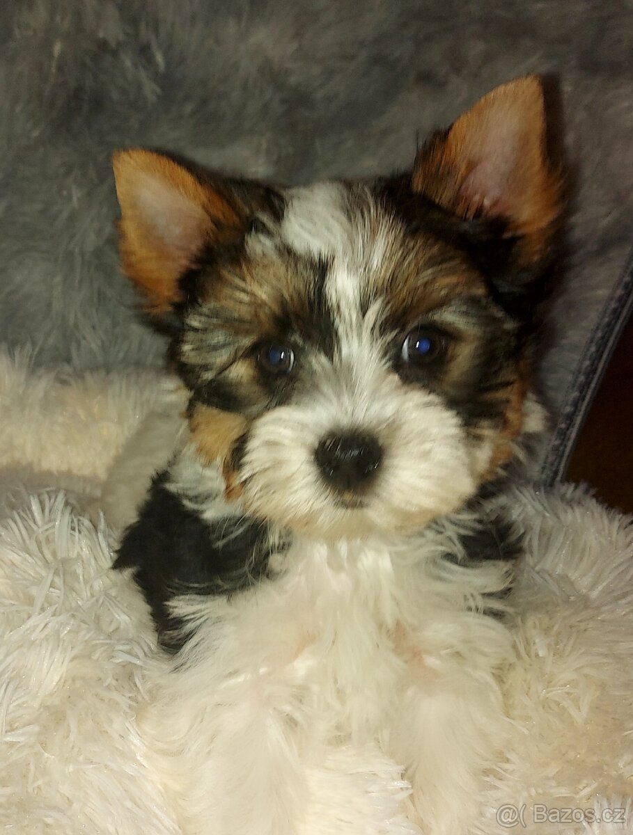 Biewer yorkshire terrier - 5