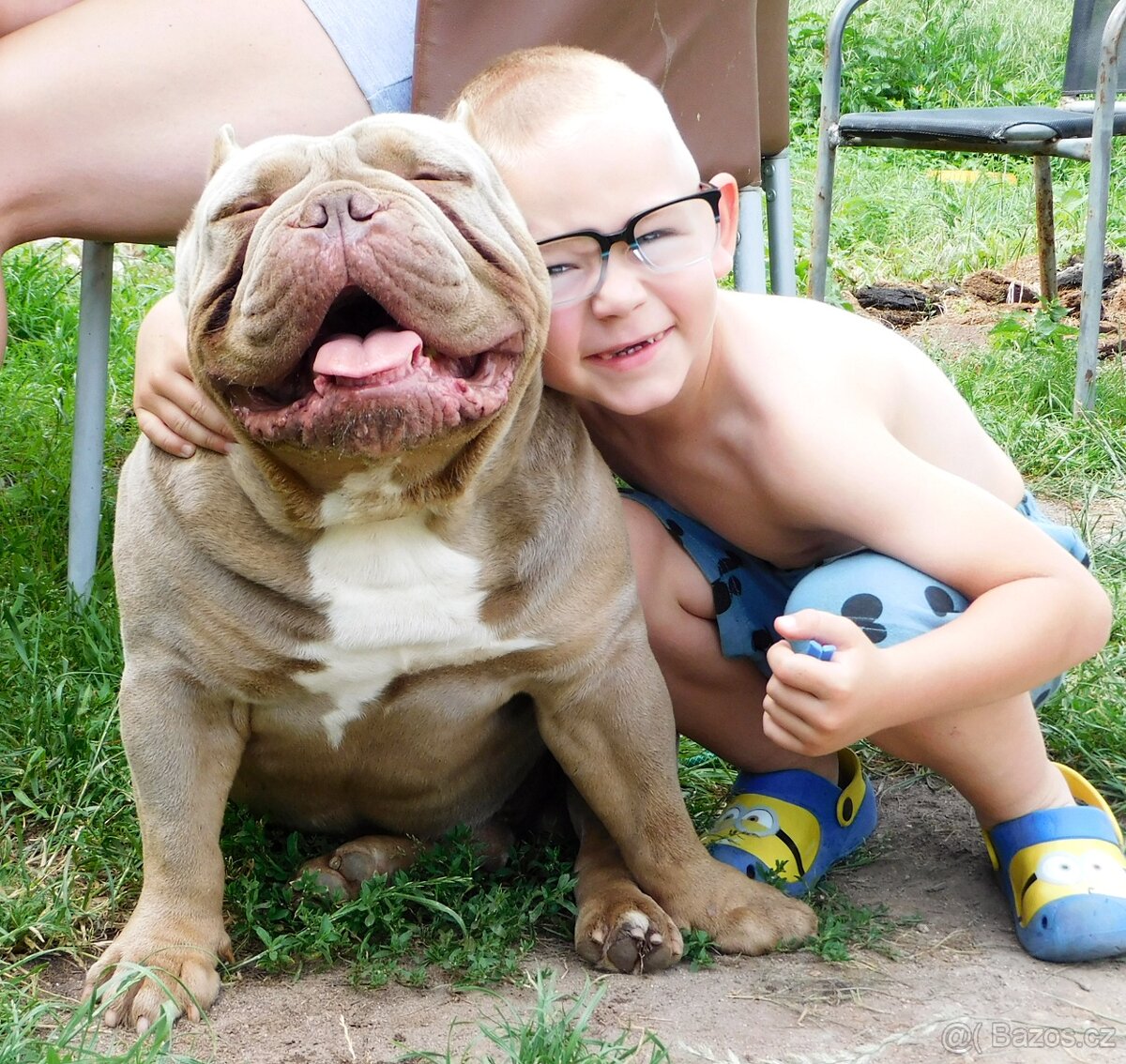 American Bully pocket exotic - krytí - 5