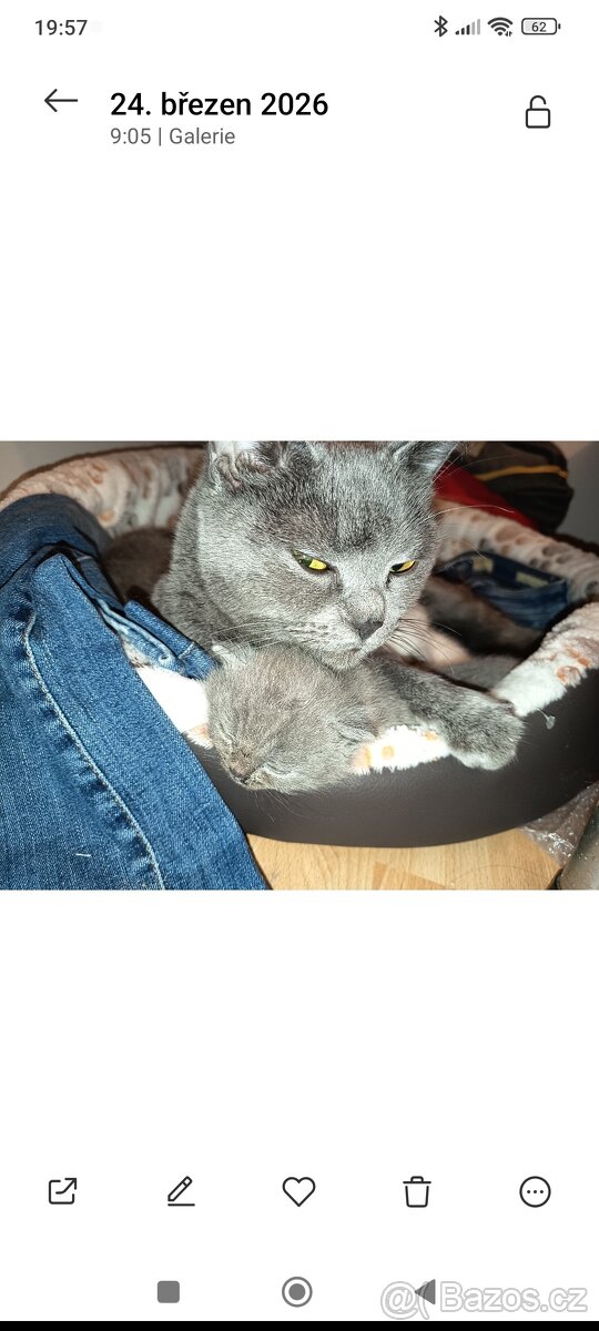 modré britské kotě - 5