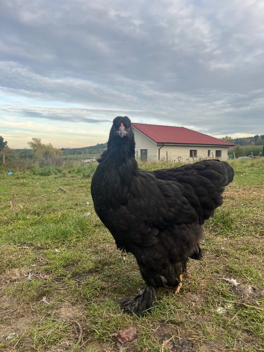 Brahmánka Velká - 5