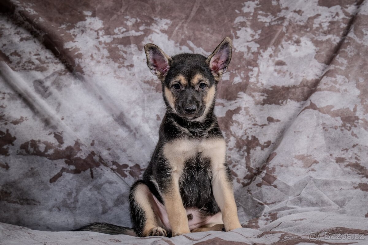 Peruánský naháč - 5