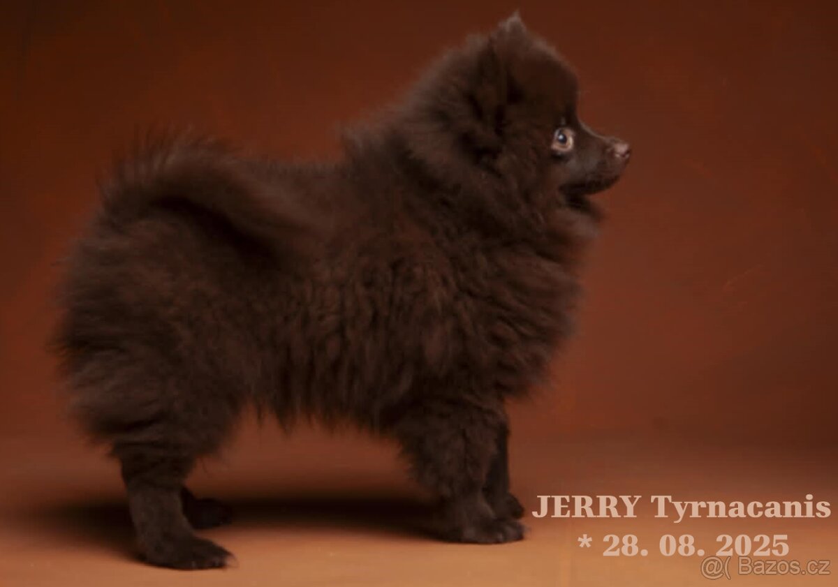 Štěňata německý špic malý hnědý - 5