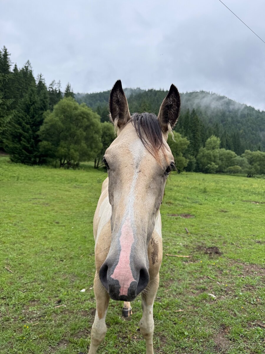 Ročný žrebček po Pepsi Skippin Scotch - 5