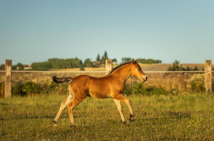 Koně od 50 tis. - Welsh Cob - 5