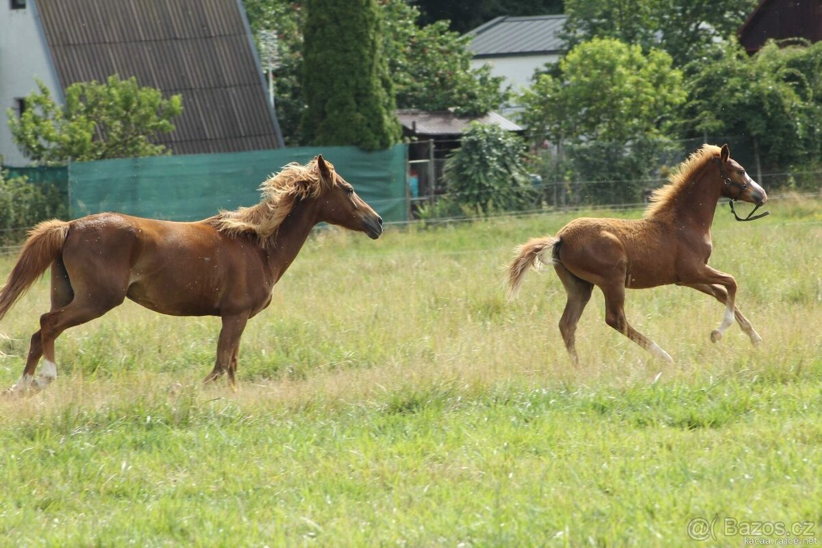 Hříbě sportovní pony - 5
