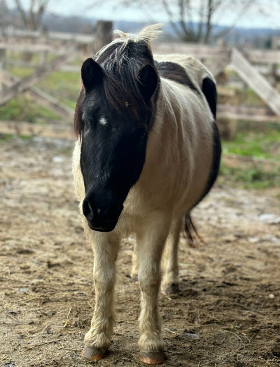 Prodám poníka - 5