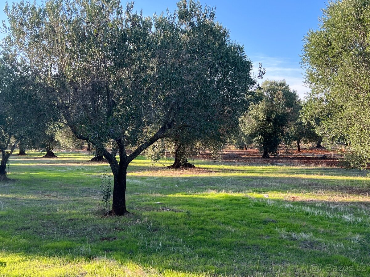 Olivový sad 9100m2 u moře - 5