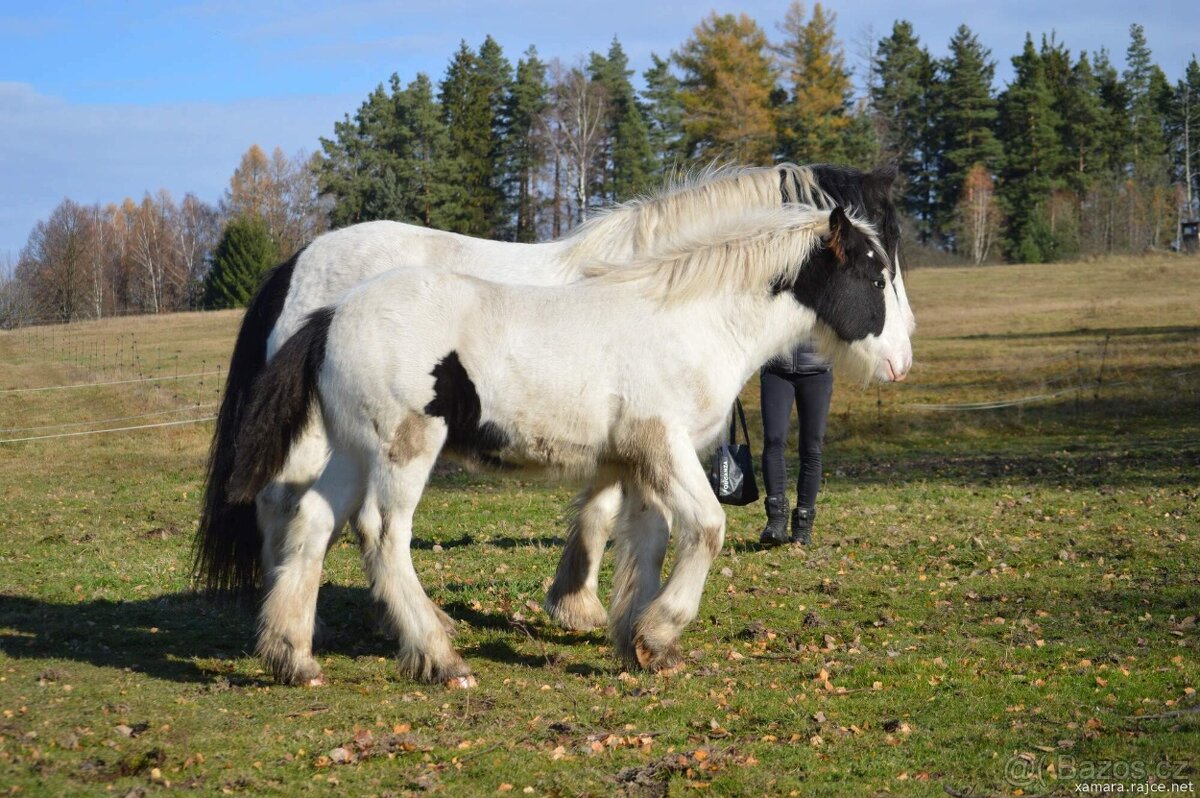 Hřebeček irský cob - 5