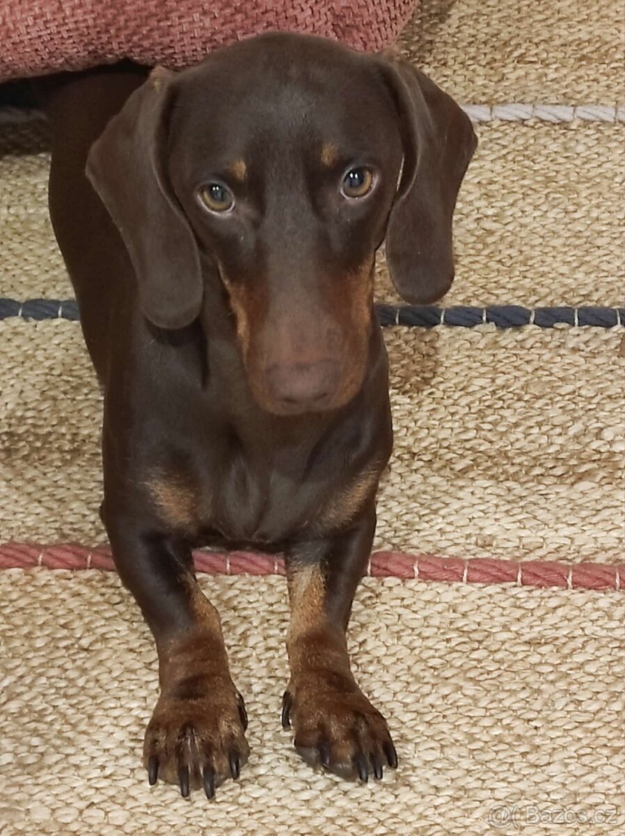 Jezevčík hladkosrstý standartň - 5