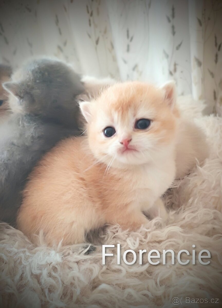 Luxusní britská zlatá a modrozlatá koťátka, s PP - 5