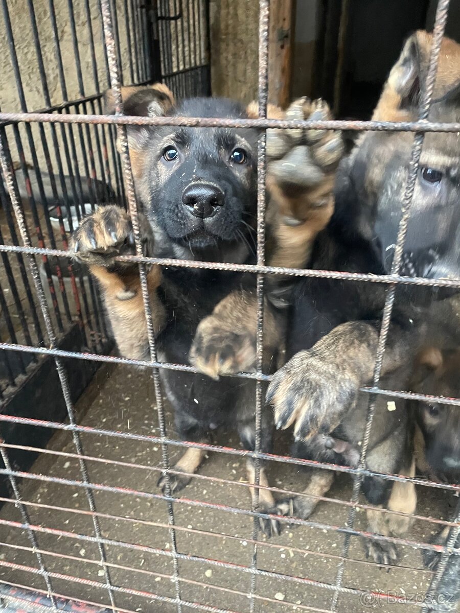 Německý ovčák - 5