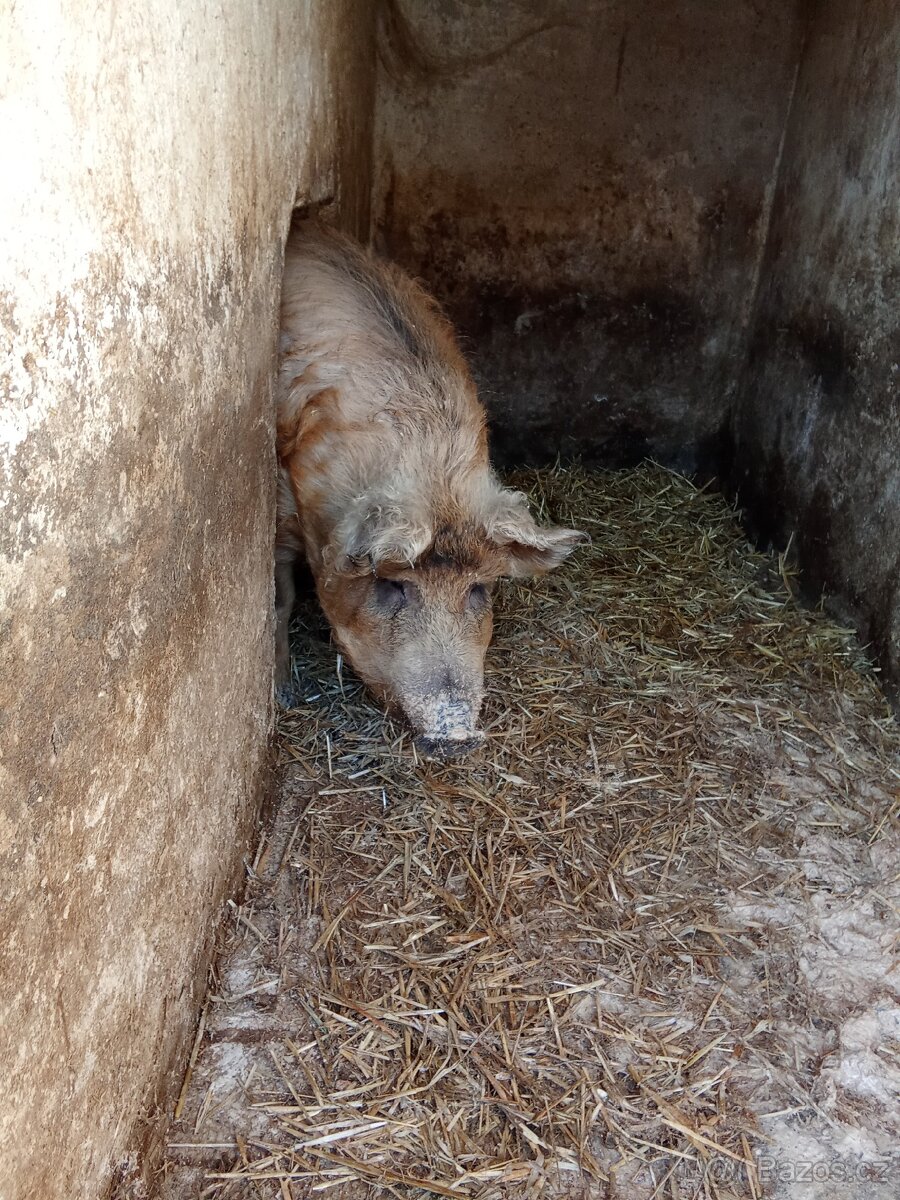 Domácí prase 🐷 - 5