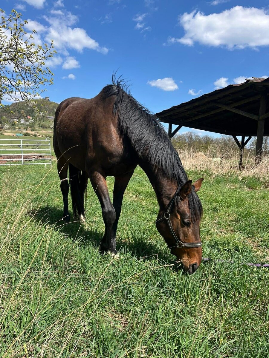 čtyřletý valach - 5