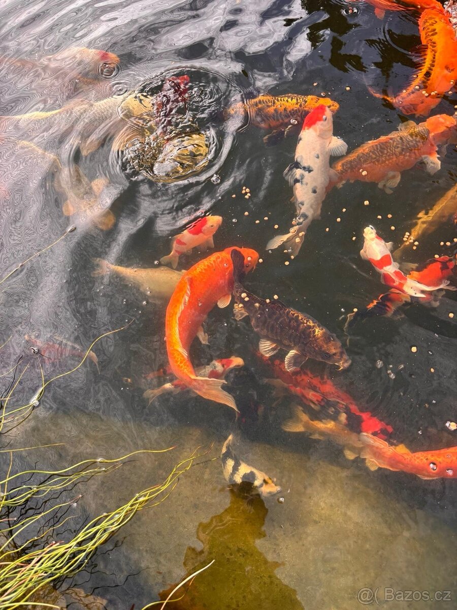 Koi - 5