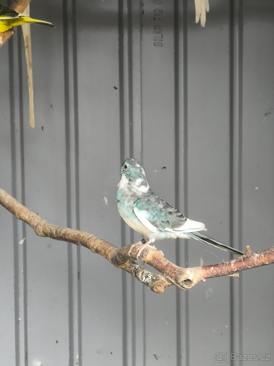 Letošní i chovné kusy - 5