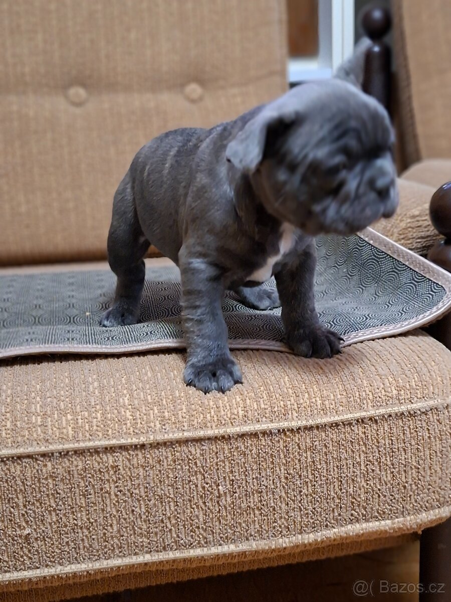 Francouzský buldoček modrý - 5