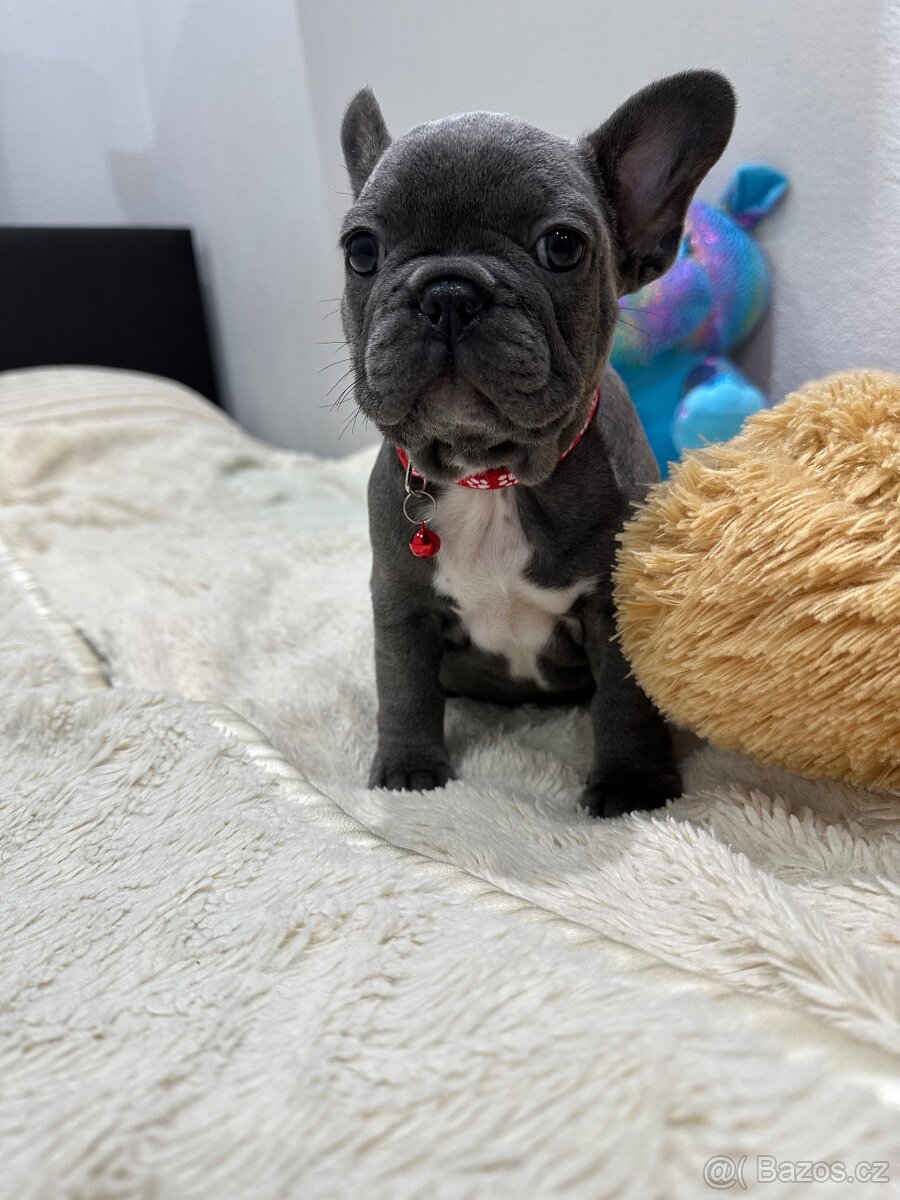 Francouzský buldoček modrý - 5