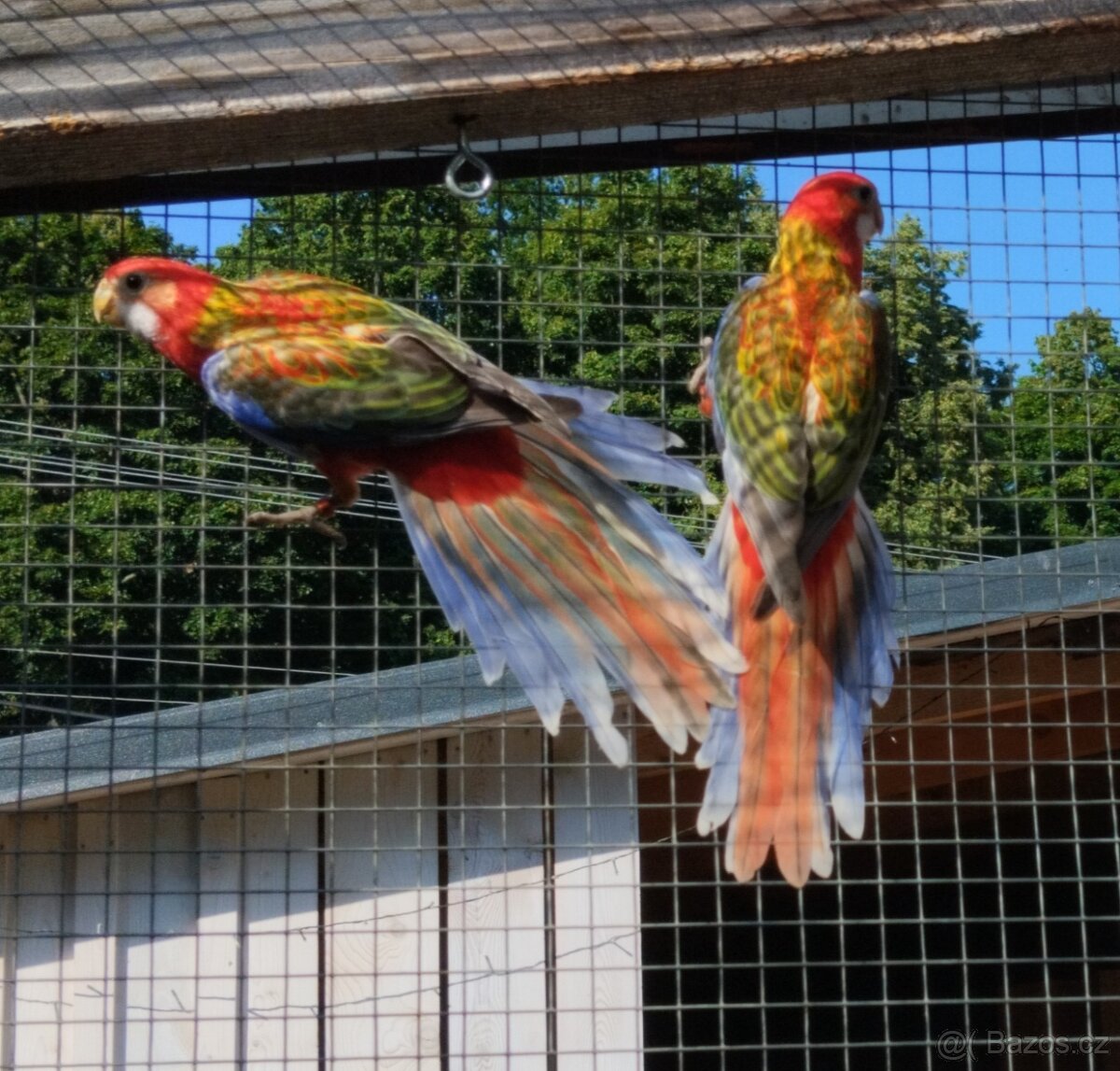 Rosela pestrá opalin Belgický pastel - 5