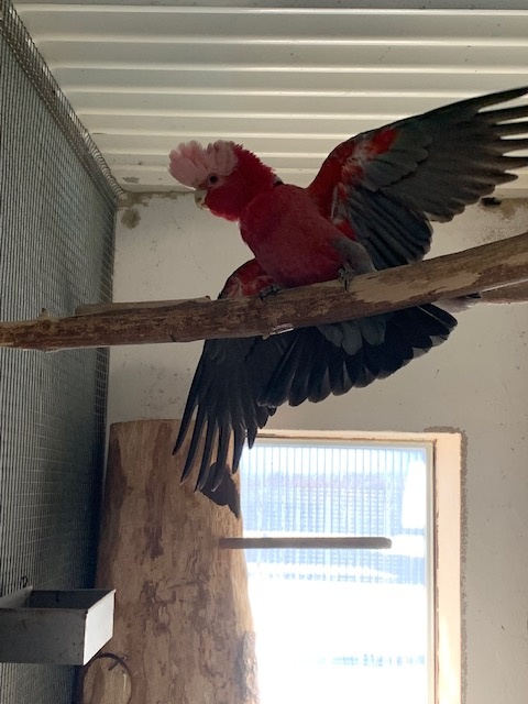 amazoňan oratrix - 5