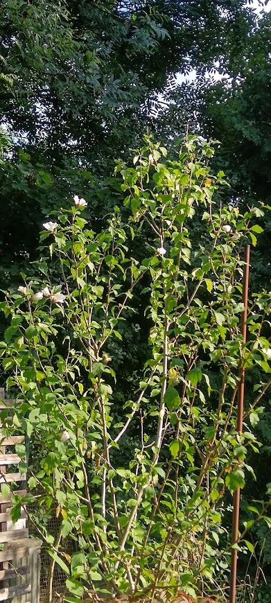 Ibišek syrský bílý - 5