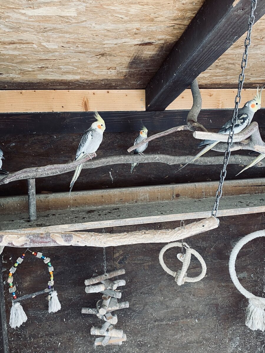 Korela chocholatá - 5