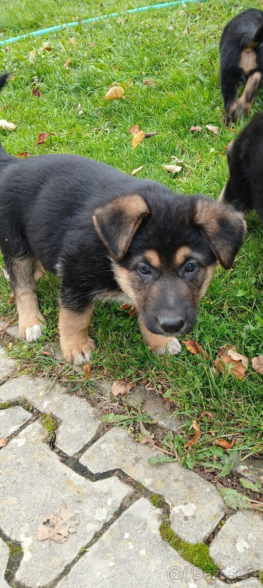 Německý ovčák-šťěně - 5