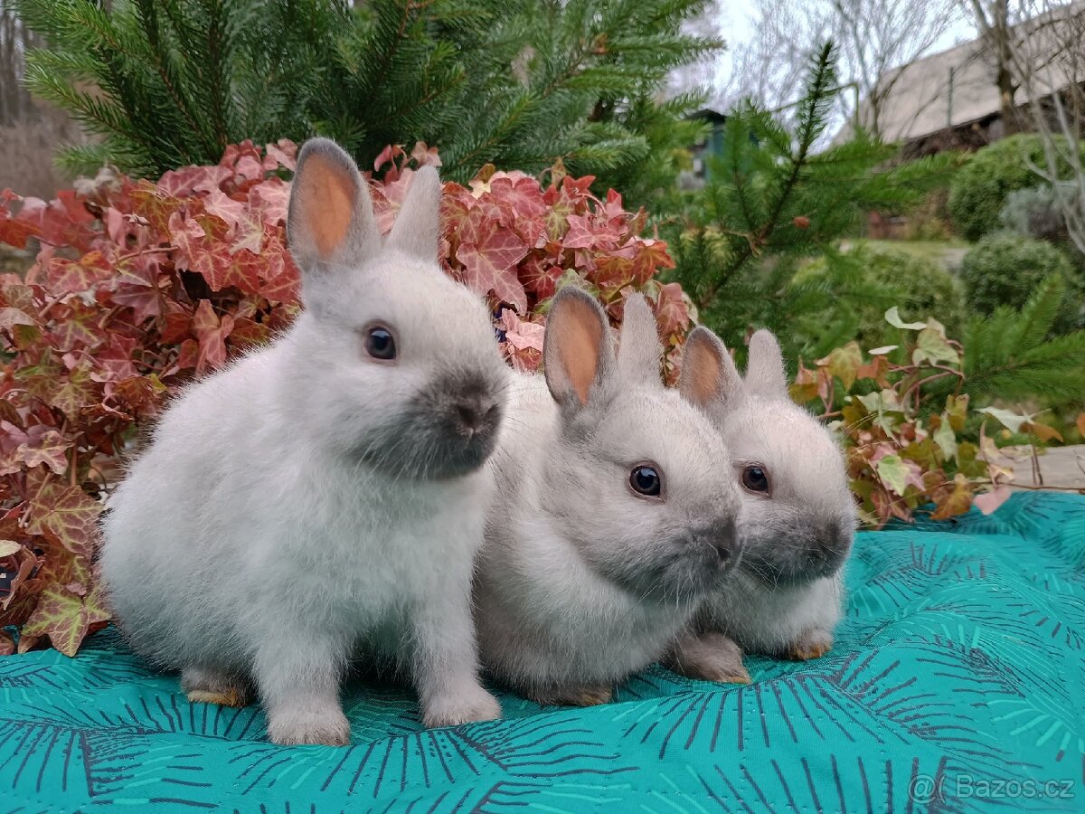 Zakrslý siamský žlutý miminka - 5