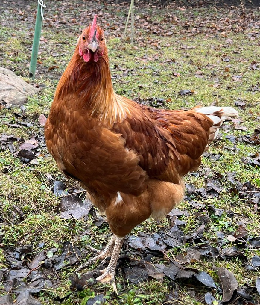 Vymazlení kohouti - 5