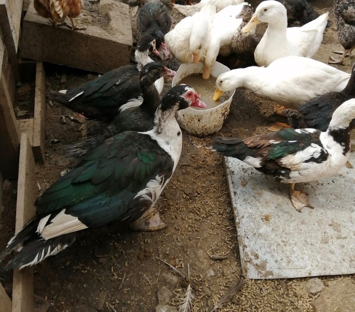 Kachny a kačery pižmovky - 5