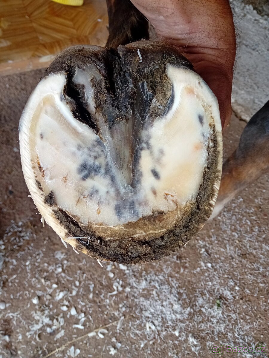 Pastevní ustájení - 5